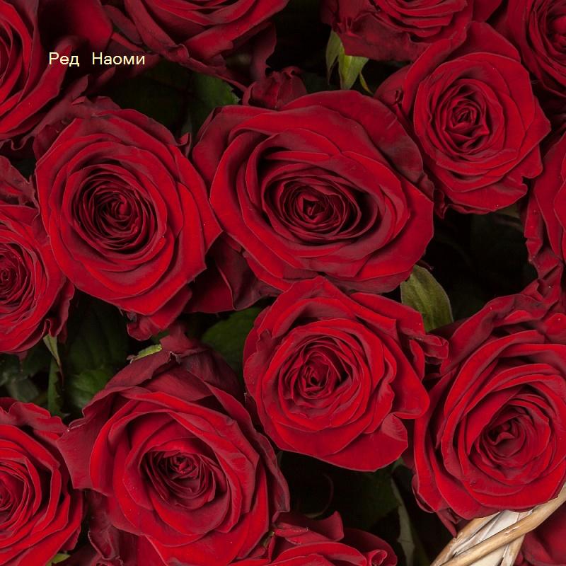 Розы сорта Ред Наоми фото 1 - 777FLOWERS