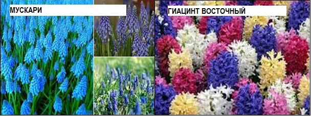 ГИАЦИНТЫ