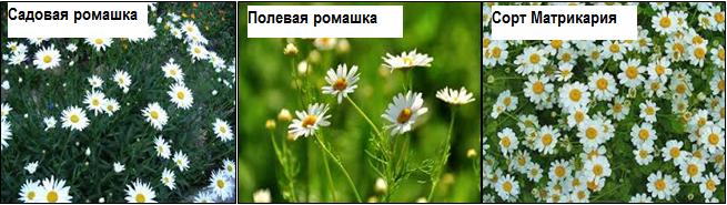 ромашки Ромашки
