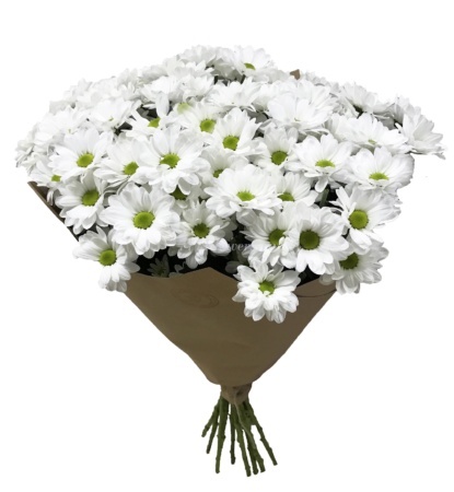 №1527 - Белая кустовая хризантема 15 шт. - фото 777flowers