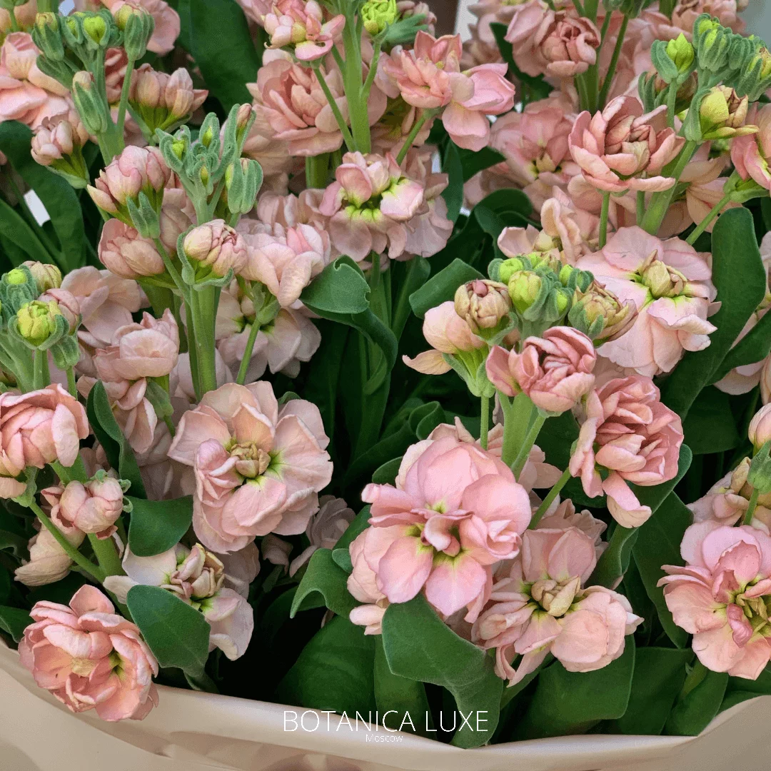 №80 - фото 777flowers