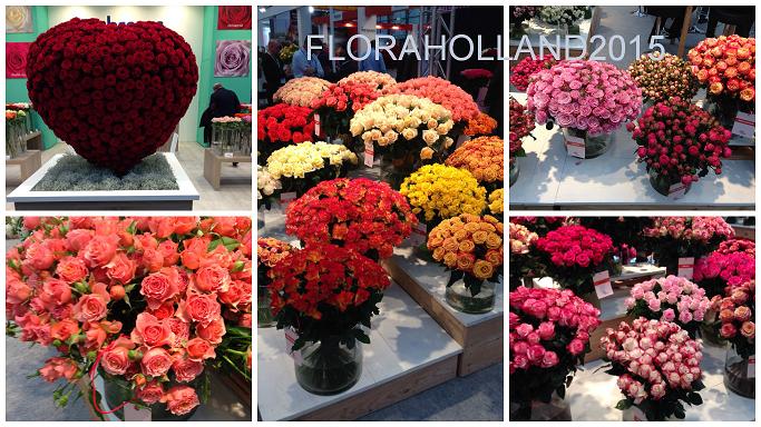 Выставка Floraholland2015 сортовые розы - 777FLOWERS