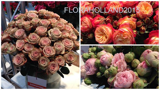 Выставка Floraholland2015 новые сорта роз - 777FLOWERS