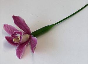 Пример удлинителя с орхидеей фото 777flowers
